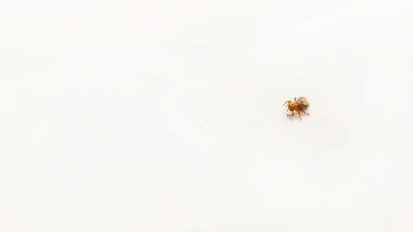 Tick on animal skin close up. Selective focus. — Stock Photo, Image