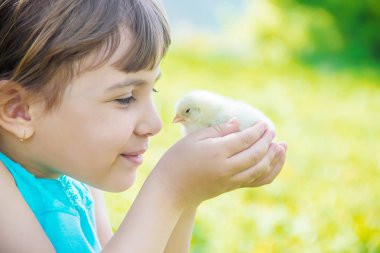 Çocuk bir tavuk elinde tutar. Seçici odak.
