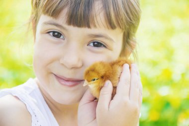 Çocuk bir tavuk elinde tutar. Seçici odak.