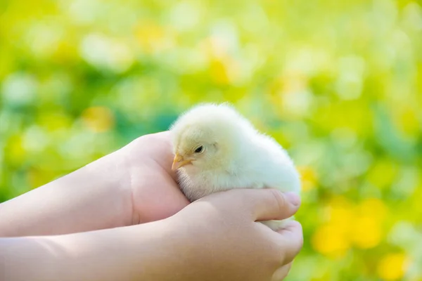 Hält das Kind ein Huhn in der Hand. Selektiver Fokus. — Stockfoto