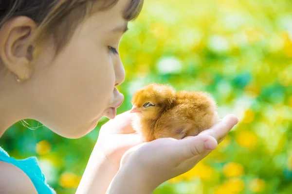 Het kind heeft een kip in zijn handen. Selectieve aandacht. — Stockfoto