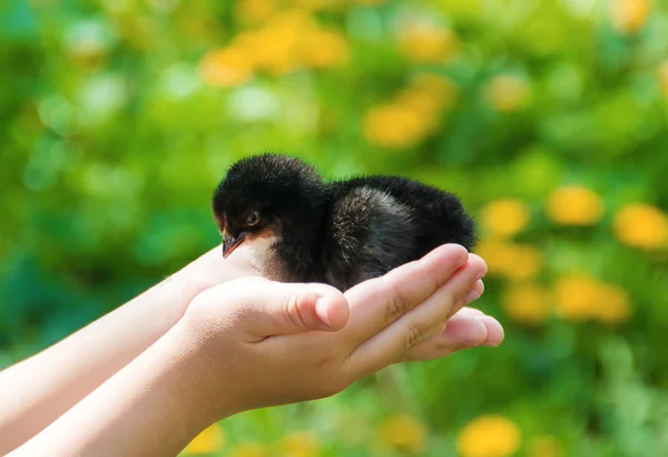 Il bambino tiene in mano un pollo. Focus selettivo . — Foto Stock