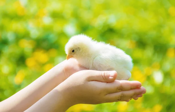 A gyermek egy csirke tartja a kezében. Szelektív összpontosít. — Stock Fotó