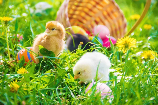 Kleine Hühner im grünen Gras. Ostern. Selektiver Fokus. — Stockfoto