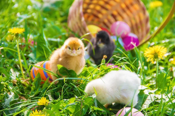 Kleine Hühner im grünen Gras. Ostern. Selektiver Fokus. — Stockfoto