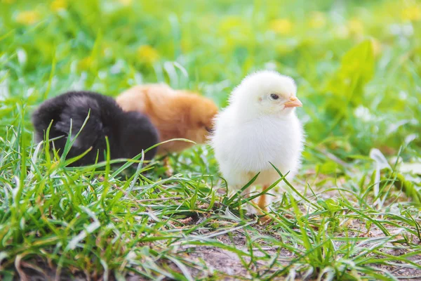 Kleine Hühner im grünen Gras. Ostern. Selektiver Fokus. — Stockfoto
