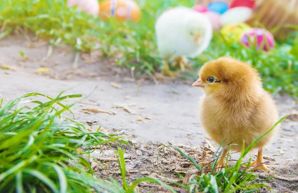 Kleine Hühner im grünen Gras. Ostern. Selektiver Fokus. — Stockfoto