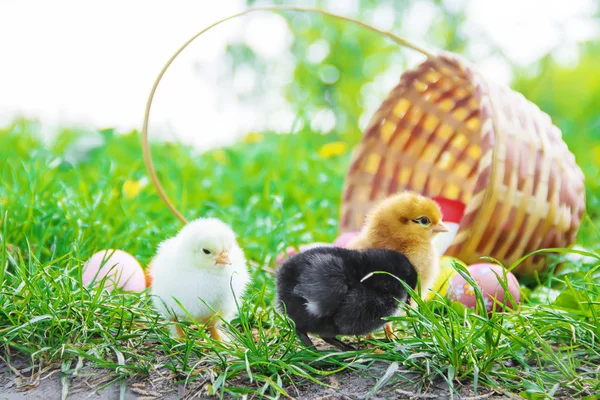 Kleine Hühner im grünen Gras. Ostern. Selektiver Fokus. — Stockfoto