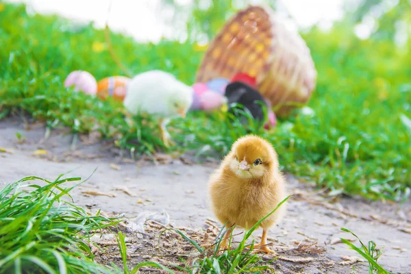 Λίγα κοτόπουλα στο καταπράσινο γρασίδι. Πάσχα. Επιλεκτική εστίαση. — Φωτογραφία Αρχείου
