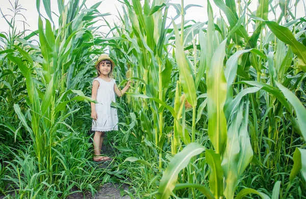 옥수수의 분야에서 아이입니다. 작은 농부. 선택적 초점. — 스톡 사진