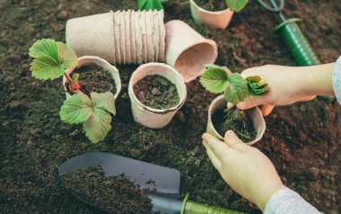 Bahçe, bitki dikimi. Bahçe. Seçici odak.