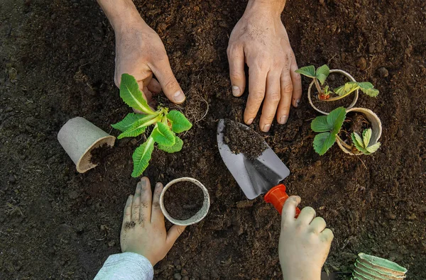 园艺, 在花园里种植植物。花园。选择性对焦. — 图库照片