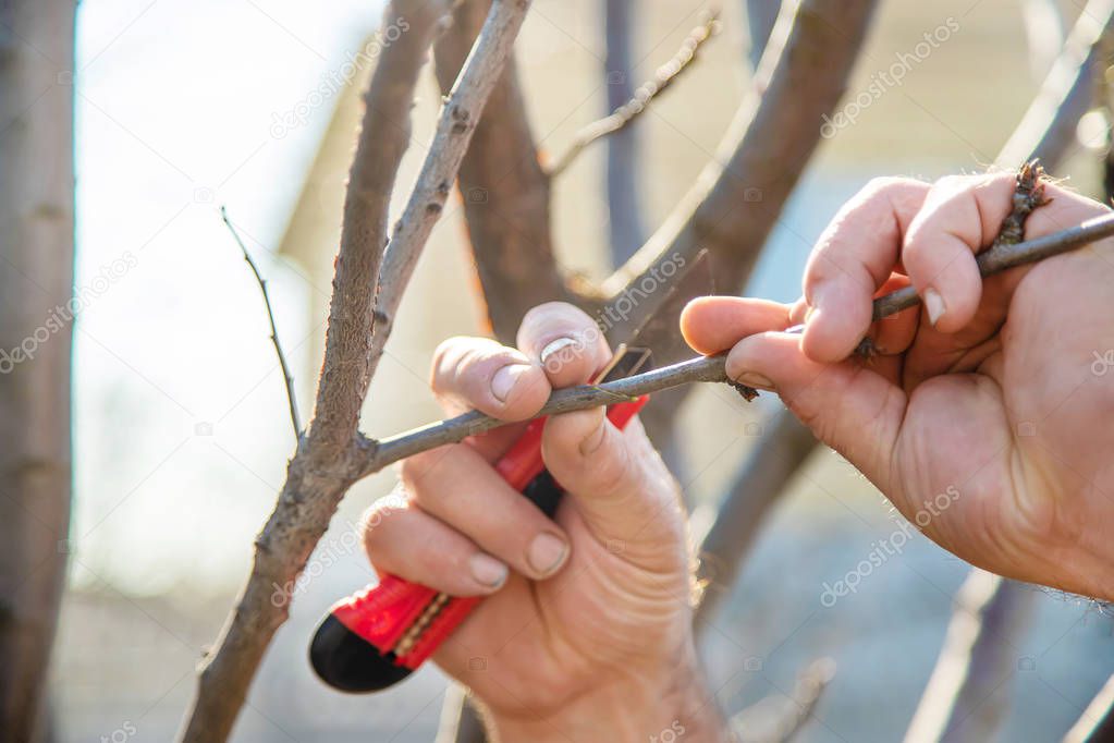 grafting trees in spring. Gardening and vegetable garden. Selective focus.