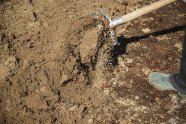 Bir bahçe küreği kazmak. Bahçe. Seçici odak.