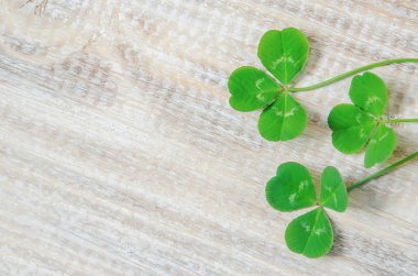 Yonca yaprağı. Mutlu Sevgililer günü. Seçici odak.