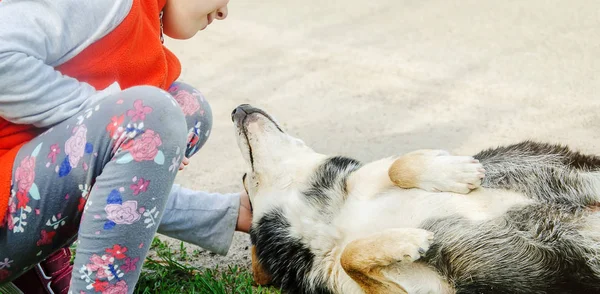 The dog is the friend of man. Gives a paw to the child. — Stock Photo, Image