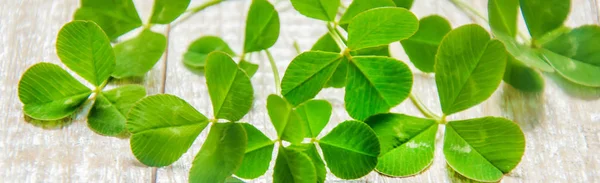 Clover leaf. Happy St. Patrick's Day. Selectieve aandacht. — Stockfoto