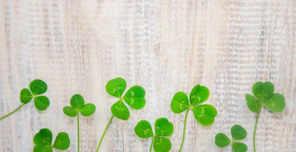 Clover leaf. Happy St. Patrick's Day. Selectieve aandacht. — Stockfoto