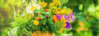 Bir harç otlar. Şifalı bitkiler. Seçici odak.