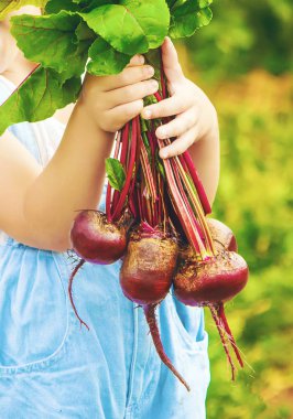 Çocuk ve çiftlikte sebze. Seçici odak.