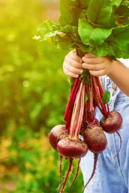 Çocuk ve çiftlikte sebze. Seçici odak.