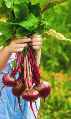 Çocuk ve çiftlikte sebze. Seçici odak.