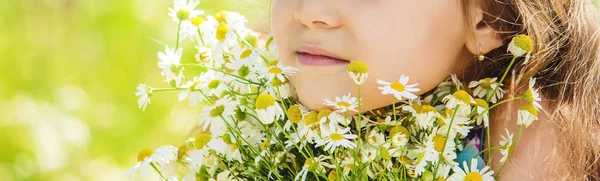 カモミールの女の子選択的な焦点。自然の花. — ストック写真