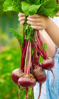 Çocuk ve çiftlikte sebze. Seçici odak.