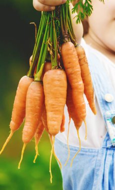 Çocuk ve çiftlikte sebze. Seçici odak.