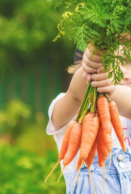 Çocuk ve çiftlikte sebze. Seçici odak.