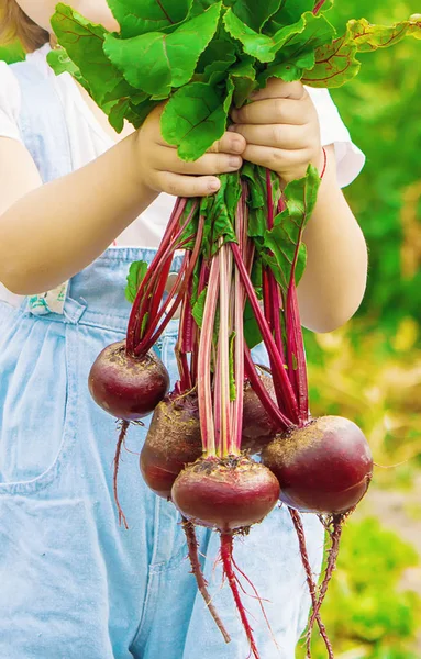 Çocuk ve çiftlikte sebze. Seçici odak.