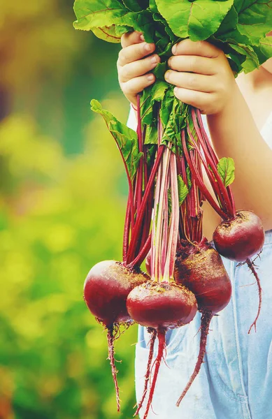 Çocuk ve çiftlikte sebze. Seçici odak.