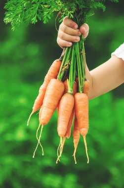 Çocuk ve çiftlikte sebze. Seçici odak.