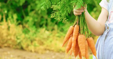 Çocuk ve çiftlikte sebze. Seçici odak.