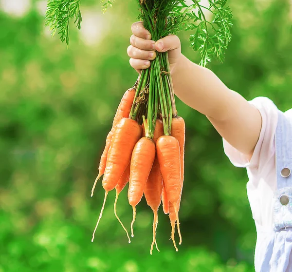 Bambino e verdure in azienda. Focus selettivo . — Foto Stock