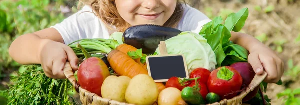 Child and vegetables on the farm. Selective focus. — Stock Photo, Image