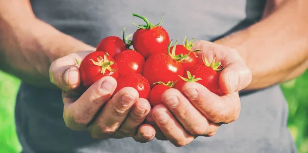 Un hombre tiene tomates caseros en sus manos. enfoque selectivo — Foto de Stock