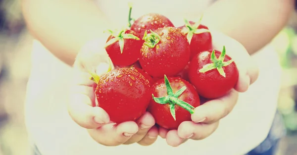 Enfant recueille une récolte de tomates maison. focus sélectif . — Photo