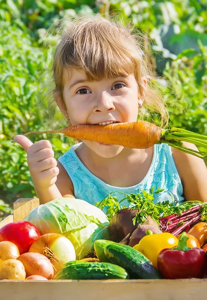 Criança e legumes na fazenda. Foco seletivo . — Fotografia de Stock