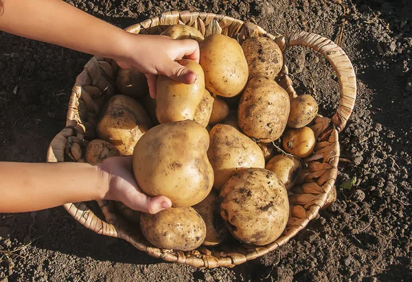 Органические домашние овощи собирают картошку. Селективный фокус . — стоковое фото