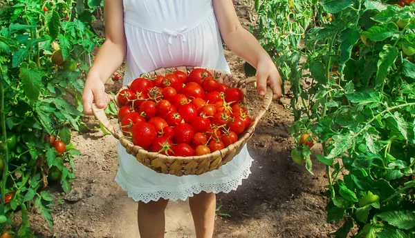 Dziecko zbiera zbiory domowych pomidorów. Selektywna koncentracja. — Zdjęcie stockowe