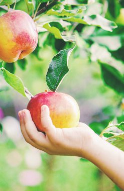 Çocuk bir elma. Seçici odak. Bahçe.