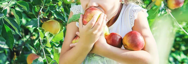 リンゴを持った子供。選択と集中。ガーデン. — ストック写真