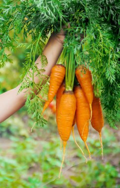 Çocuk ve çiftlikte sebze. Seçici odak.