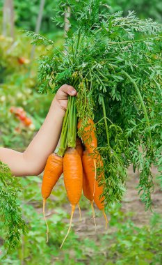Çocuk ve çiftlikte sebze. Seçici odak.