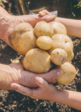 organik ev yapımı sebze hasat patates. Seçici odaklama.