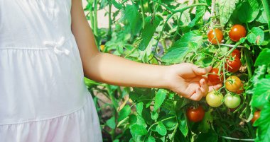 çocuk ev yapımı domates bir hasat toplar. seçici odaklama.