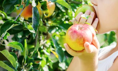 Çocuk bir elma. Seçici odak. Bahçe.