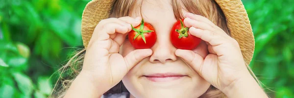 Kind verzamelt een oogst van zelfgemaakte tomaten. selectieve focus. — Stockfoto