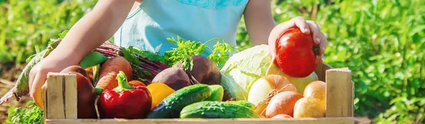 Niños y verduras en la granja. Enfoque selectivo . — Foto de Stock